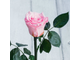 Стабилизированная роза в колбе Lerosh - Mini 27 см, Розовая
