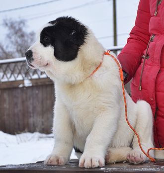 Кобель №1. ОЗГУР. Продан г.Москва