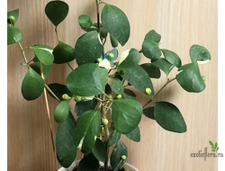 Ficus diversifolia diversion / фикус Дельтовидный расписной