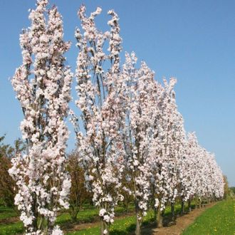 Вишня Аманогава (Prunus serrulata Amanogava)