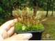 Drosera "Nidiformis"