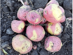 Картофель Розовый Цыган (Pink Gypsy potatoes)