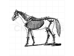 штамп винтажный скелет лошади