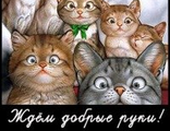 Мини-приют «Кошки в добрые руки»