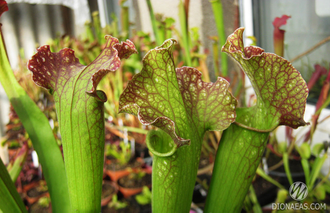 Sarracenia Hybrid 3