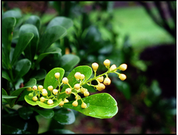 Аглая абсолют