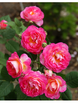 Мадам де Сталь (Madame de Stael) роза