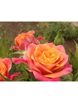 СОНОРА  (Sonora) роза