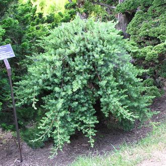 Блю Пасифик можжевельник прибрежный (Juniperus conferta Blue Pacific)