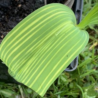 Convallaria majalis «Polish Beauty»