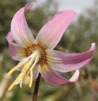 Erythronium revolutum Kinfauns Sunrise. Продано