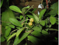 Hoya parvifolia