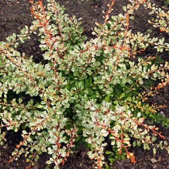 Барбарис тунберга Старбест (Berberis thunbergii Starburst)