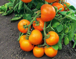 Томат Золотая теща