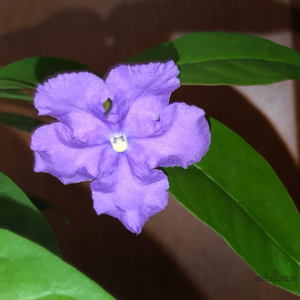 Brunfelsia Australis