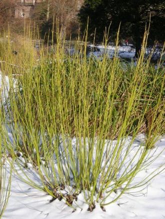 Флавирамеа дёрен отпрысковый(Cornus stolonifera Flaviramea)(40-60/3л)