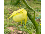 Cypripedium pubescense