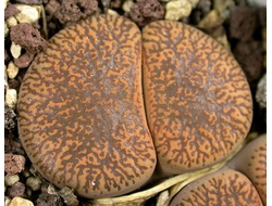 Lithops lesliei (Kimberley form) C354 - 10 семян
