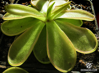 Pinguicula Emarginata