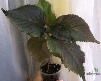 Acalypha wilkesiana ‘tricolor’ / акалифа триколор