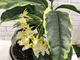 Hoya Multiflora albomarginata