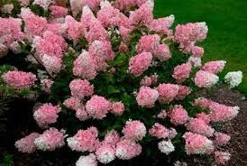 Гортензия метельчатая  Hydrangea paniculata  Ванила Фрайз Vanille Fraise С2