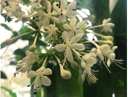 Clerodendrum Calamitosum / Клеродендрум ротанговый