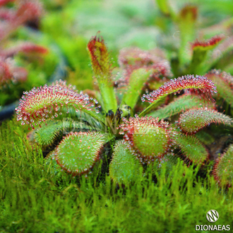 Drosera Coccicaulis - Drosera venusta, Drosera natalensis