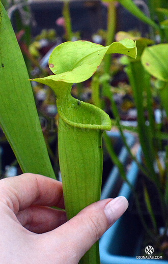 Sarracenia hybrid 18