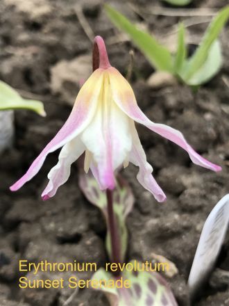 Erythronium revolutum Sunset Serenade