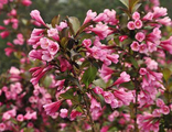 Вейгела цветущая (Weigela florida Foliis Purpureis)