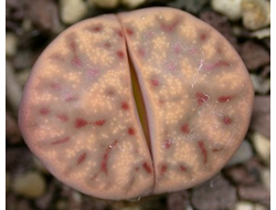 Lithops dinteri ssp.multipunctata C326 - 5 семян