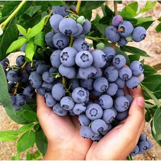 Голубика Блюкроп 3 года С5