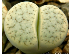 Lithops pseudotruncatella ssp. archerae С104 (MG) - 10 семян