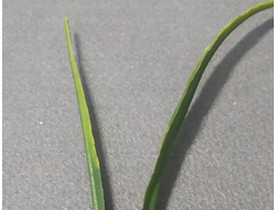 Трава высокая зеленая осока, длина 15-20 см