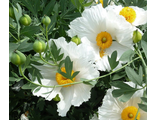 Romneya coulteri Ромнея Культера. Древовидный калифорнийский мак