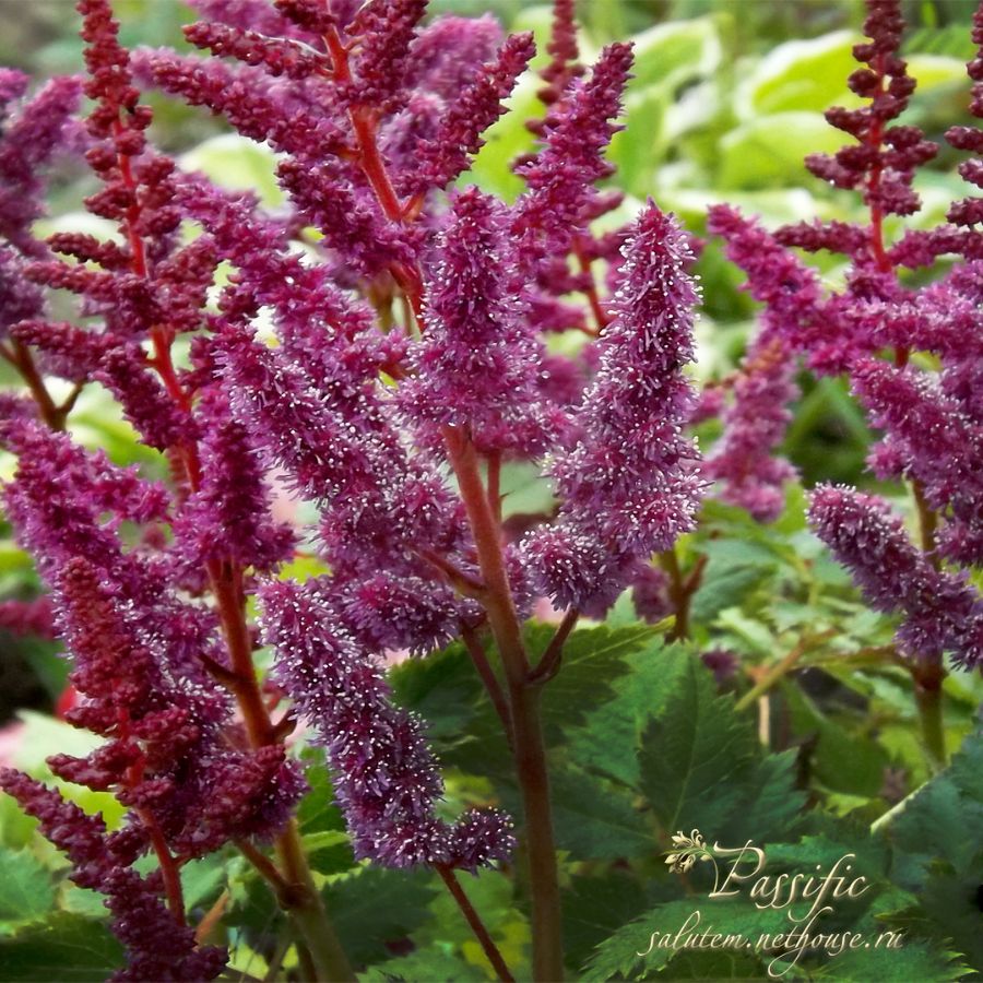 Astilbe Visions in Red 