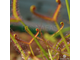 Drosera "Binata Extrema Multifida"