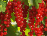 Смородина красная Коралловая С5