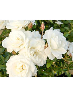 Роза миниатюрная "White Gem"