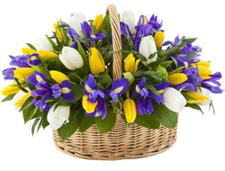 Корзина Желтых Тюльпанов с голубым Ирисом