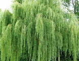 Ива Памяти Миндовского плакучая 180-200 С5