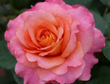 Роза ностальгическая Августа Луиза