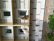 Коты на поогулке