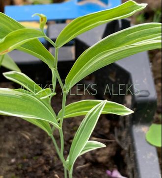 Uvularia sessilifolia White Ornamental Bordered Pattern