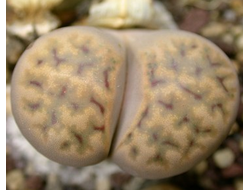 Lithops karasmontana ssp.eberlanzii (syn. erniana) C209 - 10 семян