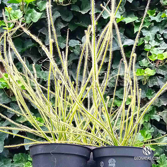 Drosera Filiformis