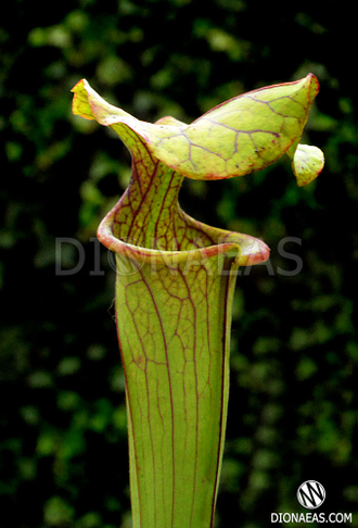 Sarracenia hybrid 9