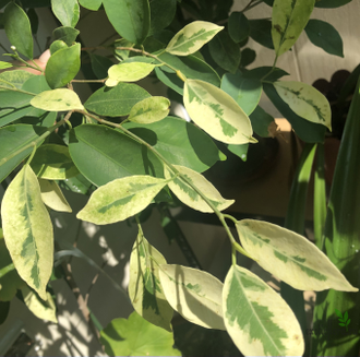 Ficus Microcarpa (Retusa) Mutabilis / фикус ретуза мутабилис