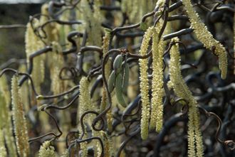 Конторта лещина обыкновенная (Corylus avellana Contorta)